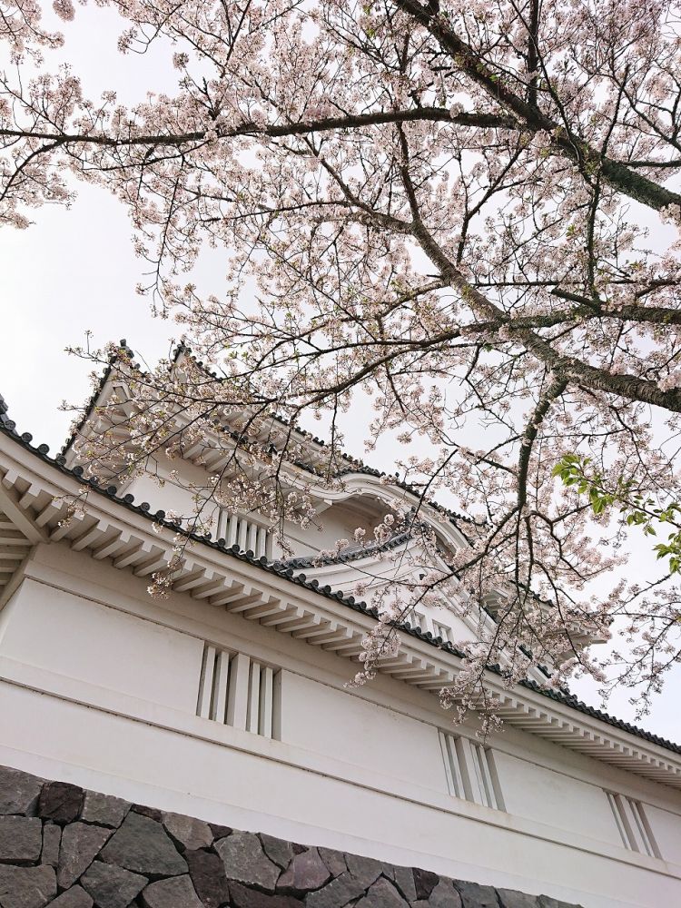 大多喜城桜